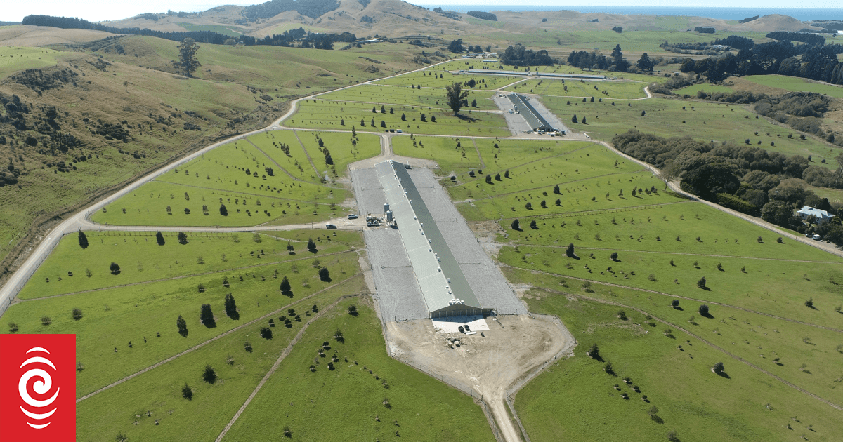 Otago Poultry Farm Reopens After Avian Flu Eradication
