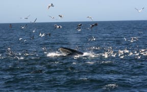 Bryde's whale feeding in Hauraki Gulf.