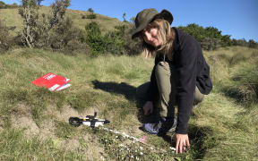 Masters student Jacinta Steeds at the field trial site at Waipata reserve.