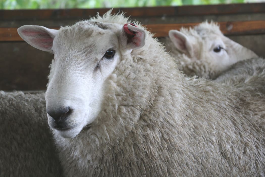 A Mount Guardian Perendale ram