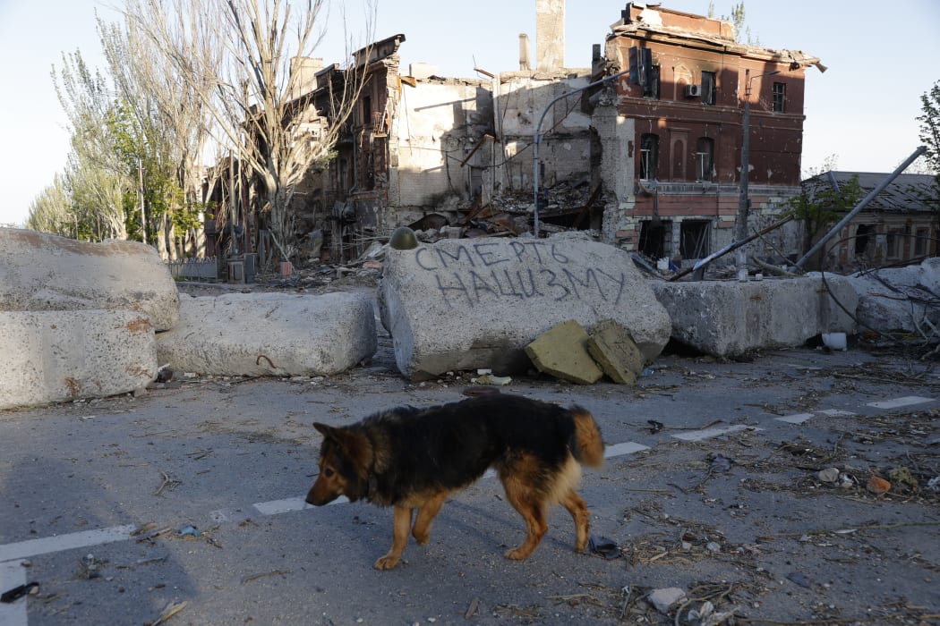 A dog walks by damaged houses in an residential area destroyed due to the artillery attack in Mariupol, Ukraine on May 7, 2022.