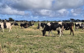 Dairy cows grazing on supplementary feed in Taranaki.