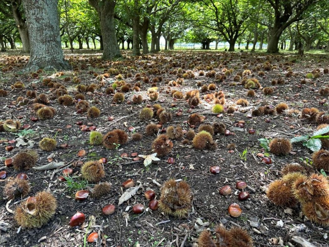 Pick Your Own Chestnuts Farm