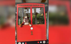 A happy dog taking in the view Wellington's Cable Car.