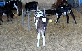 A calf at the Lincoln University Dairy Farm