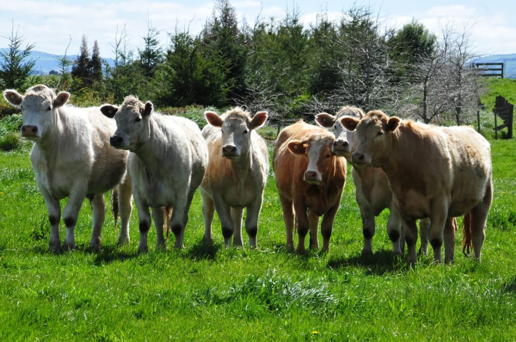 Cattle