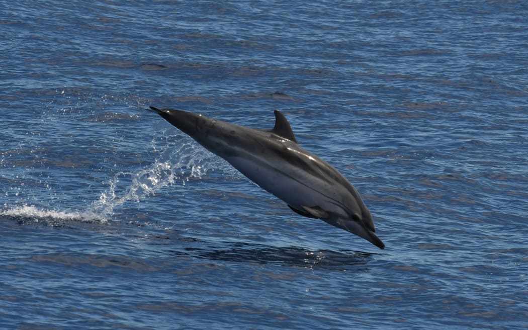 A striped dolphin, one of four different species of dolphin identified in the Far Out Ocean Research Collective's 2021 survey off the Northland coast.