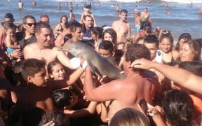 A dolphin died after being handled by a large crowd of beachgoers in Buenos Aires, Argentina. 19 February 2016.