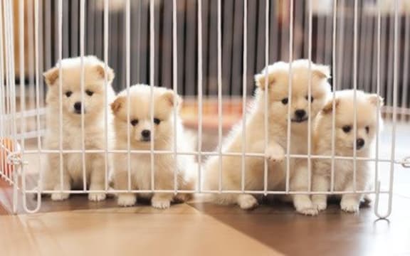 Puppies