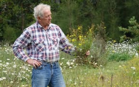 Takou Bay farmer Ian Sizer studies an infestation of Madagascar ragwort.