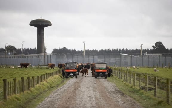 Prisoners driving the ATVs move some beasts. Christchurch Men's Prison.