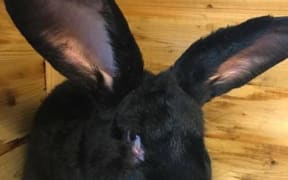 Simon the rabbit was on track to become the biggest bunny in the world, report UK media.