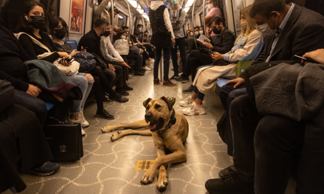 Istanbul's wonder dog, Boji, uses the city's extensive public transport system (including its ferry services) daily, often travelling as far as 30km