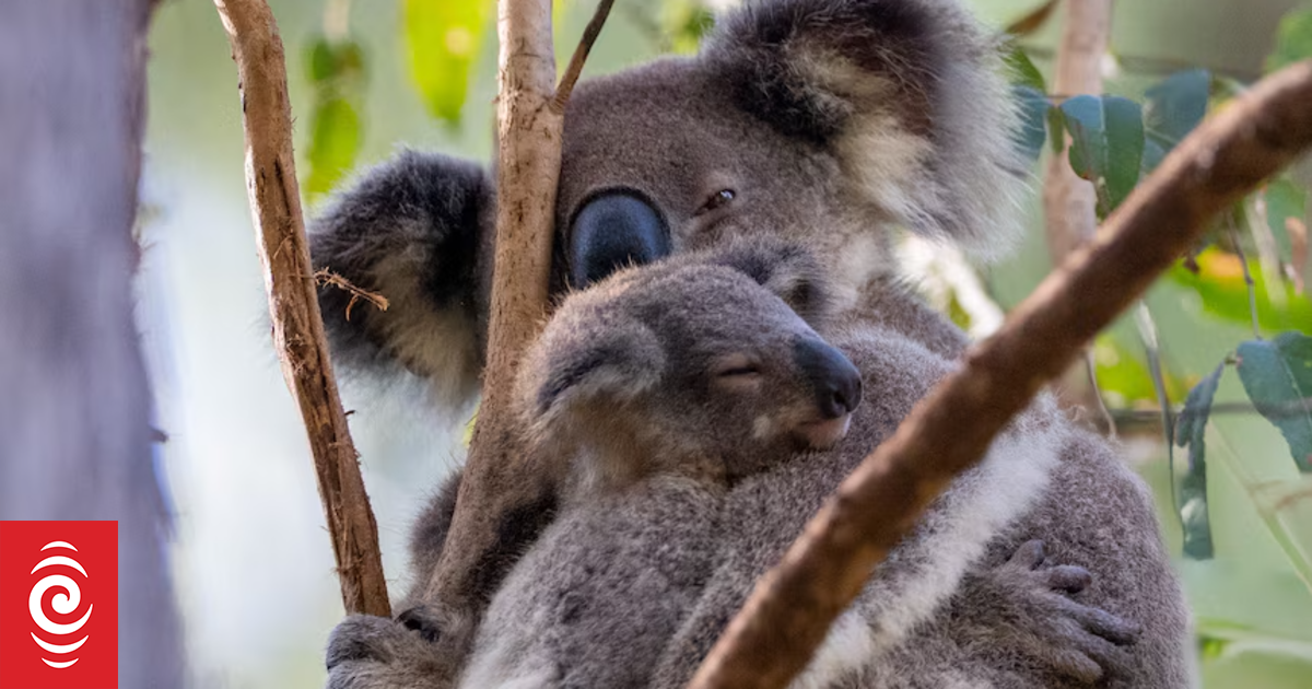 First joeys born in unique wild koala breeding program on NSW mid-north ...