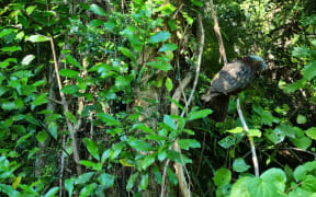 A green bird in green bush.