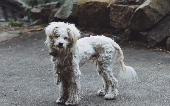 Feral dog