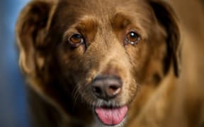 A picture taken on February 12, 2023 shows Bobi, a 30 year-old Portuguese dog that has been declared the world's oldest dog by Guinness World Records, at his home in the village of Conqueiros near Leiria. (Photo by PATRICIA DE MELO MOREIRA / AFP)