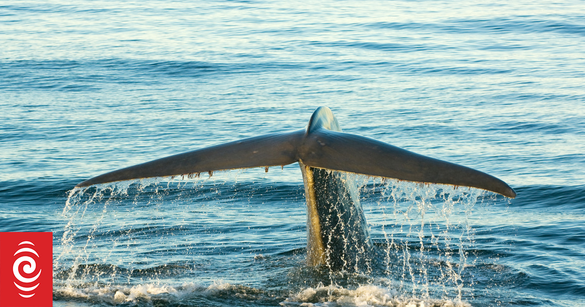 Pacific, Māori leaders seek legal personhood for whales - Vimarsana News