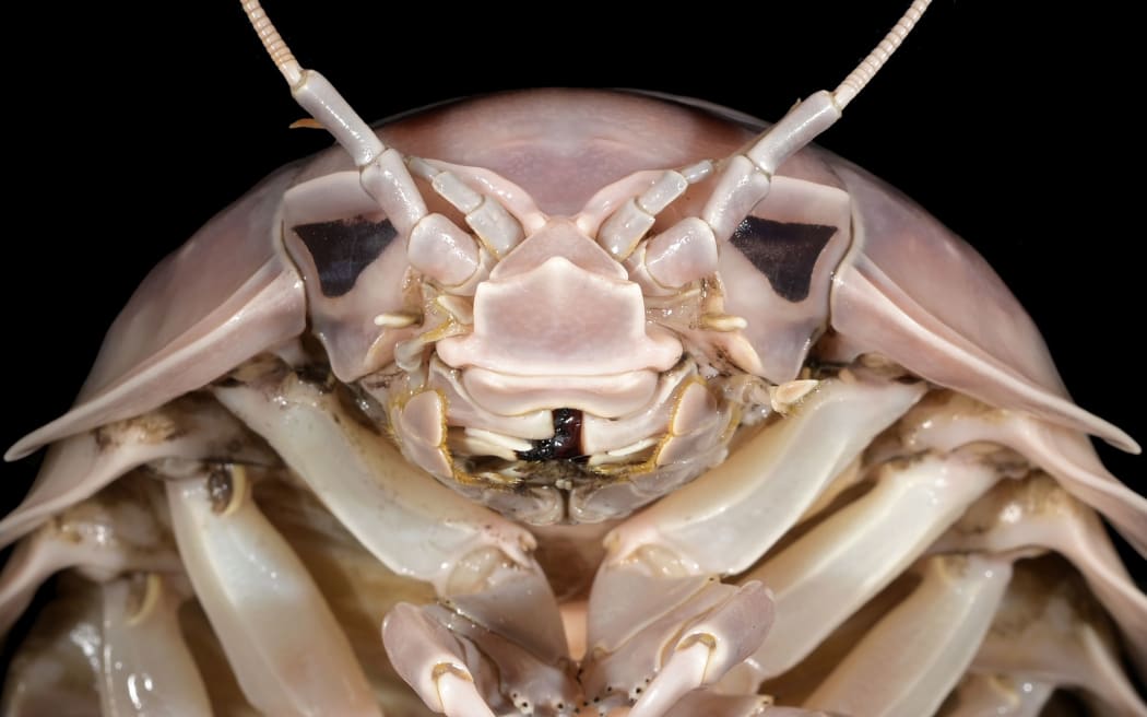 Researchers said they named a newfound species "Bathynomus vaderi" because the supergiant sea bug's head resembles Darth Vader's helmet.