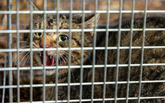 A feral cat captured in Fiordland National Park