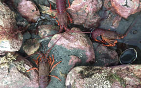 Paua and crayfish stranded after the earthquake