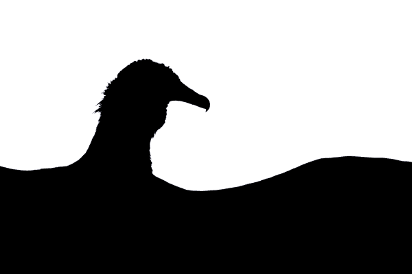 Tomasz Michalski won Young Bird Photographer of the Year for his striking vulture silhouette.