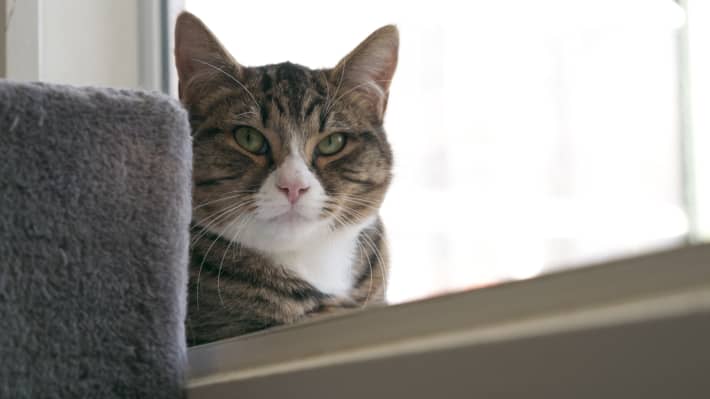 Cats at the SPCA Wellington centre enjoy listening in to RNZ Concert