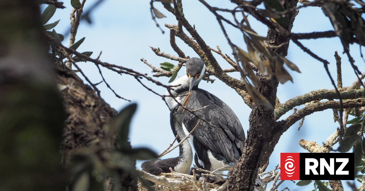 Hauraki Gulf Marine Park faces increasing pressure from ecological threats