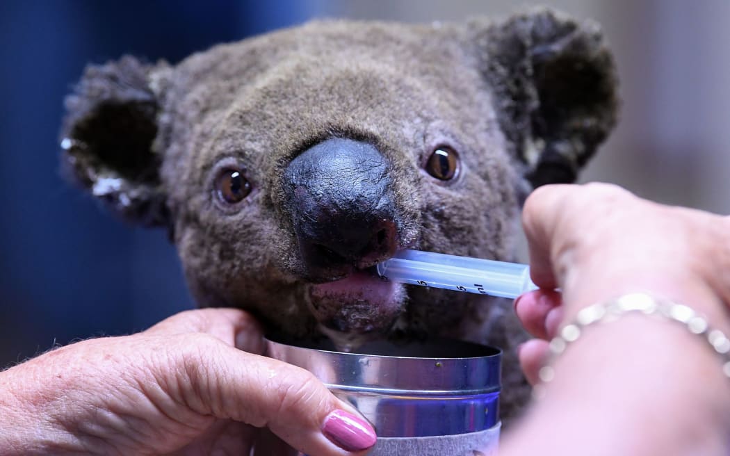 A dehydrated and injured Koala receives treatment at the Port Macquarie Koala Hospital in Port Macquarie on November 2, 2019, after its rescue from a bushfire that has ravaged an area of over 2,000 hectares.