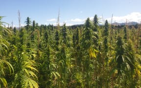 Hemp crops being grown at Culverden, Canterbury. 2020.