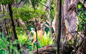 A deer on Stewart Island / Rakiura.