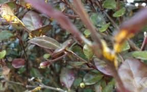Myrtle rust spreads to Wellington, signals possible change in MPI response: RNZ Checkpoint