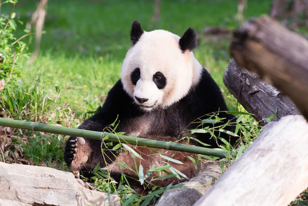 A file photo of Mei Xiang, pictured earlier this year.