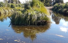 Kaiwaiwai wetland