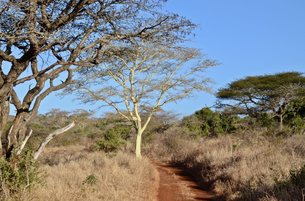 Winter landscape in the north of South Africa.