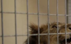 Saipan Zoo's lion