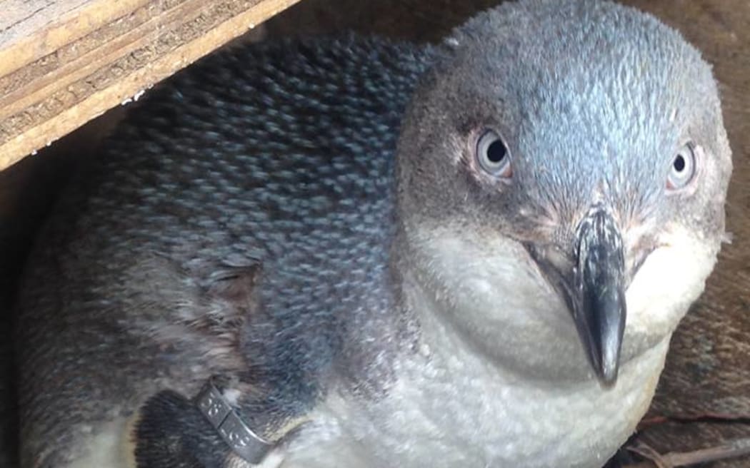 Kaikōura’s little penguins are in need of a helping hand.