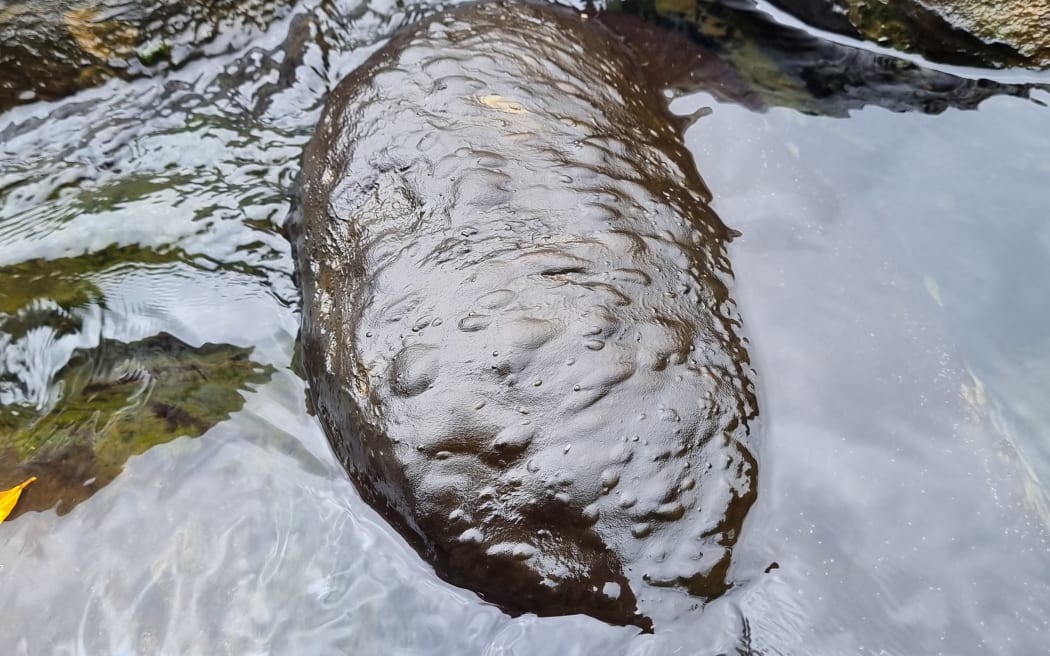 cyanobacteria on rock in river