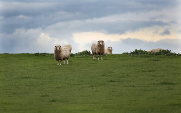 Sheep on a New Zealand farm