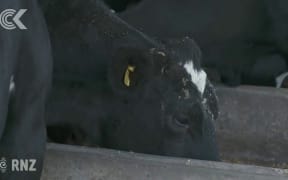 Farmer told 'to watch my back' over M bovis infection: RNZ Checkpoint