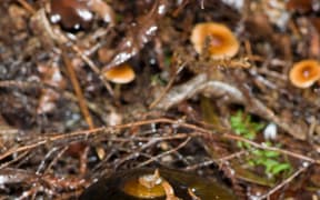 Paryphanta busbyi (Kauri Snail)