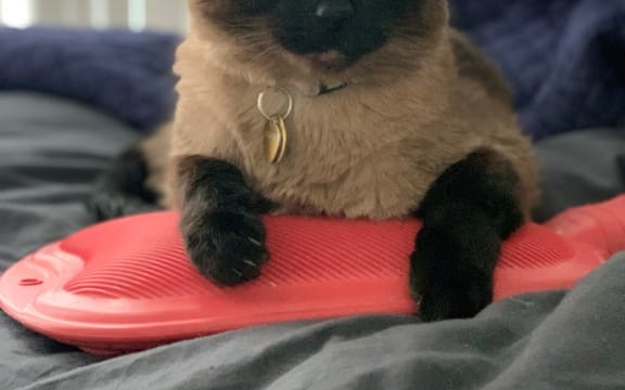 Laura McQuillan's cat Rambo.