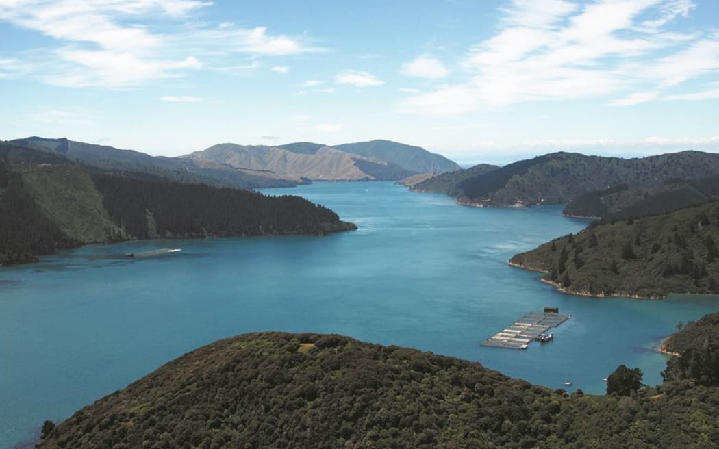New Zealand King Salmon had hoped extending its Te Pangu Bay farm would prevent salmon from dying over hotter summers.