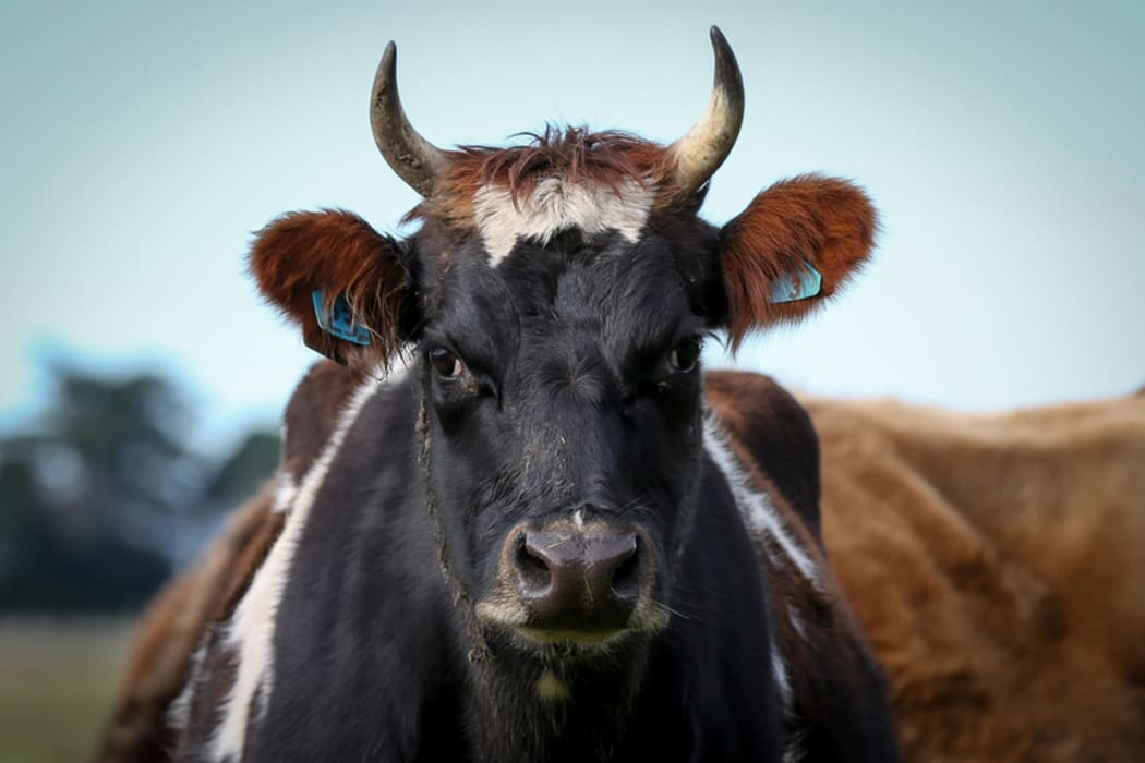 Organic Jersey cow on a Rongotea farm.
