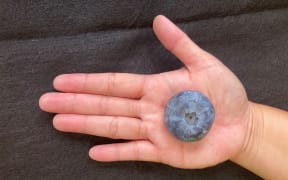 The 20.4g berry is about 10 times the size of the average blueberry.
