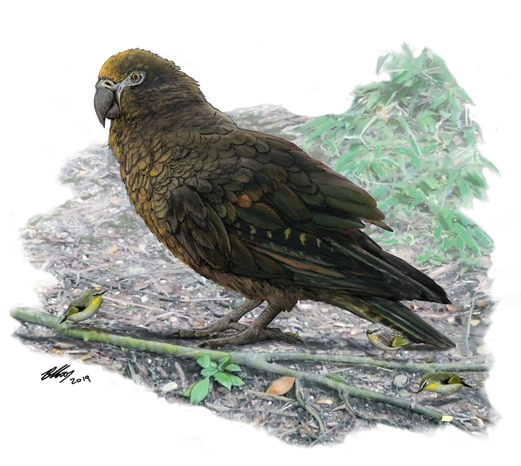 econstruction of the giant parrot Heracles, dwarfing a bevy of 8cm high Kuiornis – small New Zealand wrens scuttling about on the forest floor.