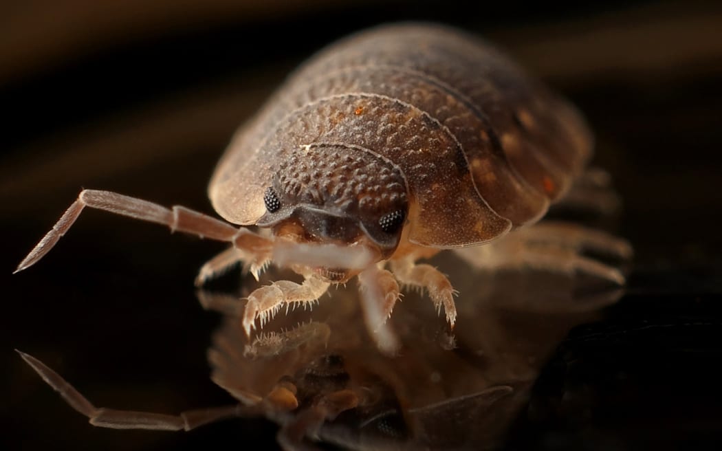 A bed bug