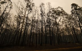 Burnt trees along the Great Alpine road in an area devastated by bushfires in Sarsfield, Victoria state on 3 January, 2020.