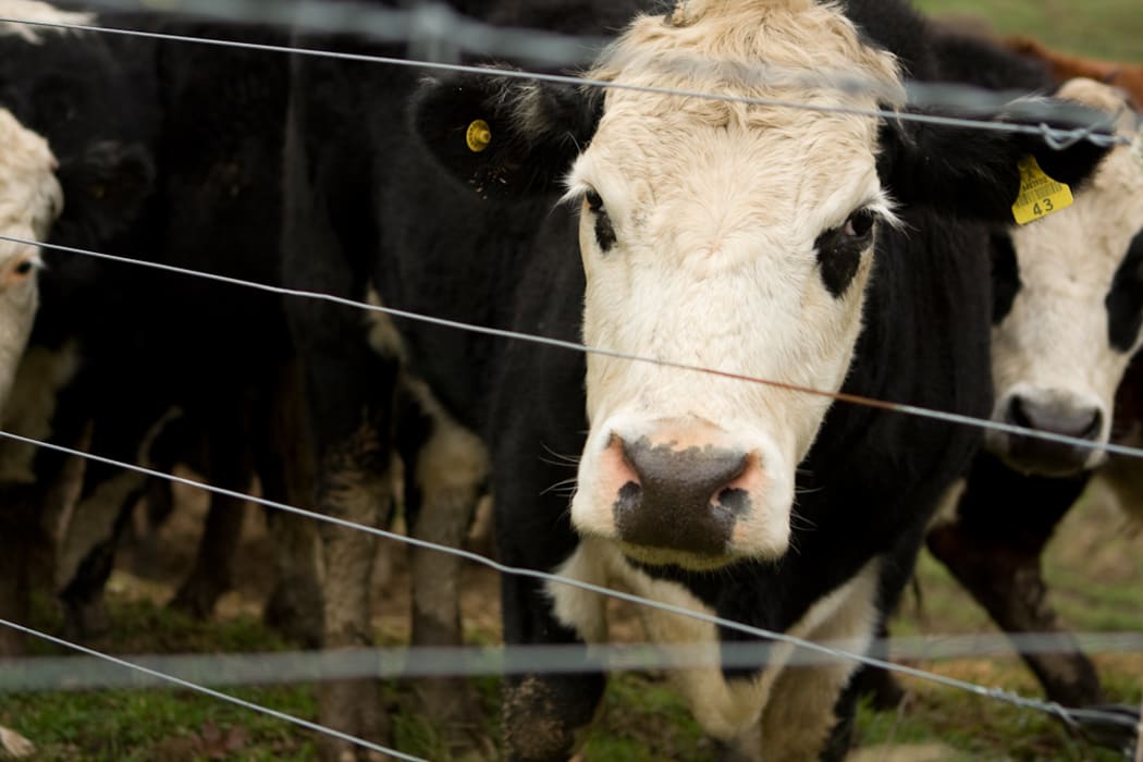 Cows in a paddock. Agriculture accounts for a third of New Zealand's carbon emissions.