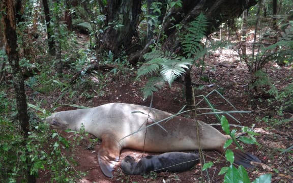 Stewart Island sea lion